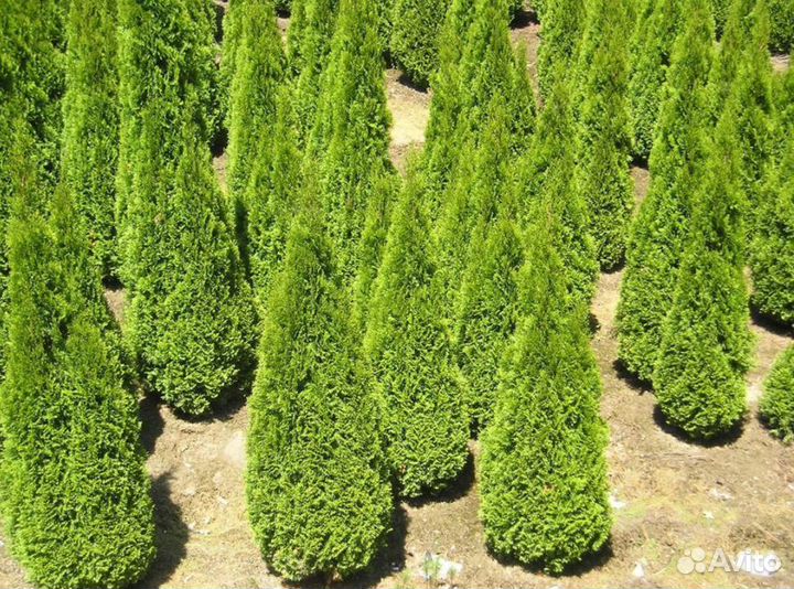 Туя сортовая Смарагд, Брабант,Колумна