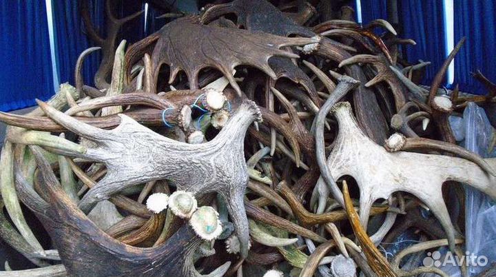 Рога лося, оленя, морала