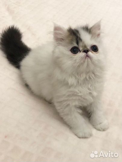 Экзотический пушистик