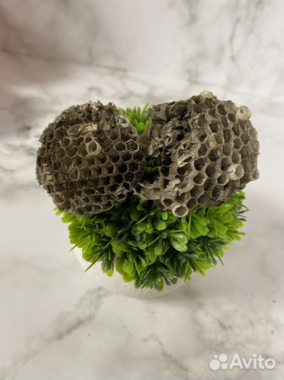 Осиное гнездо