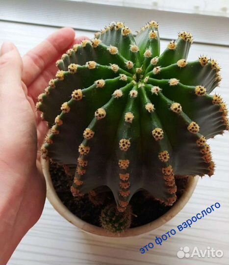 Кактус, Каланхое Дегремона лечебный от насморка