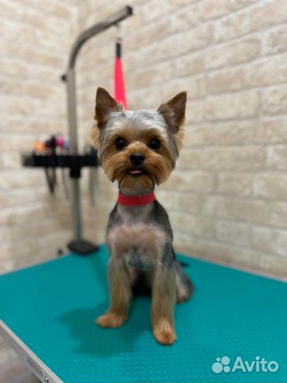 Йоркширский терьер мини беби фейс вязка