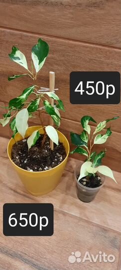 Фикус Али, Керли, мирт крупнолист.вар.,фил бразил