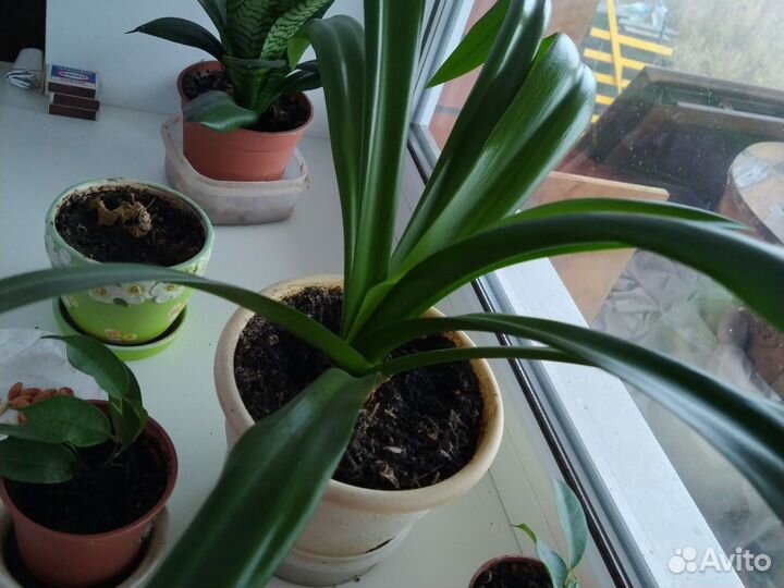 Лилия- паук