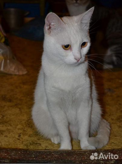 Белая красавица Шарлотта в добрые руки