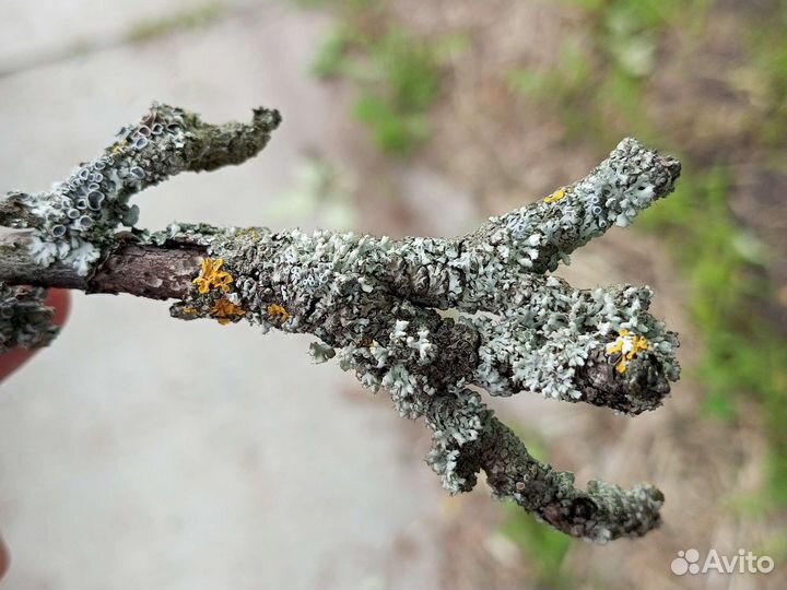 Палочки с лишайником