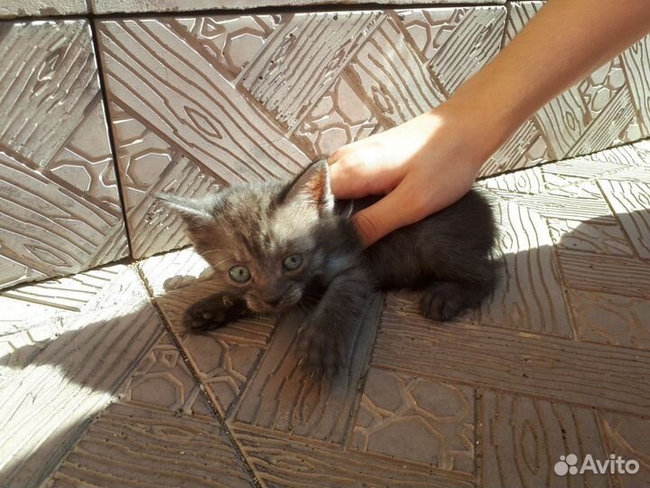 Котята мальчики