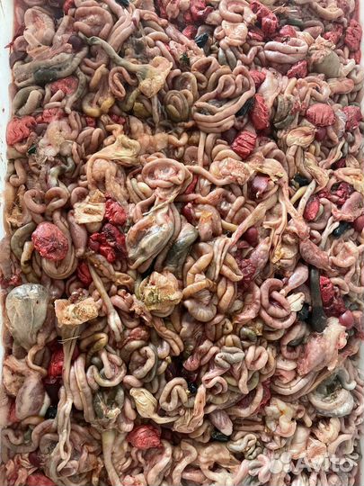 Мясо для собак/куриные кишки