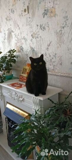 Кошка в добрые руки