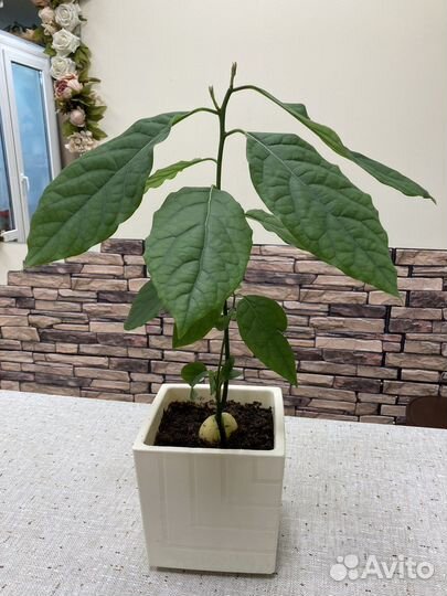 Авокадо дерево