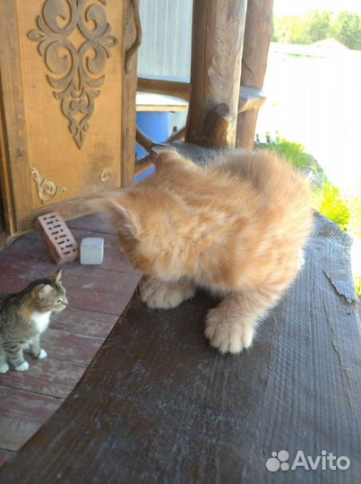 Отдам в добрые котята