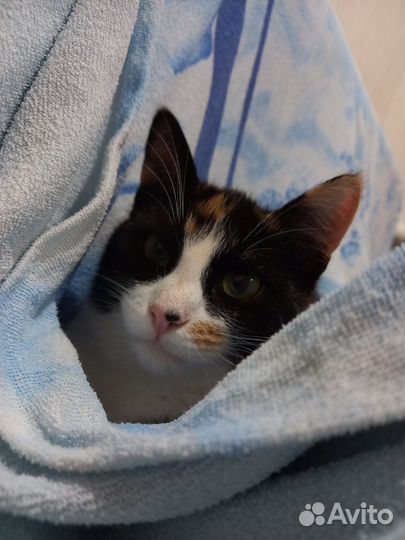 Маленькое счастье ищет себе новых хозяев