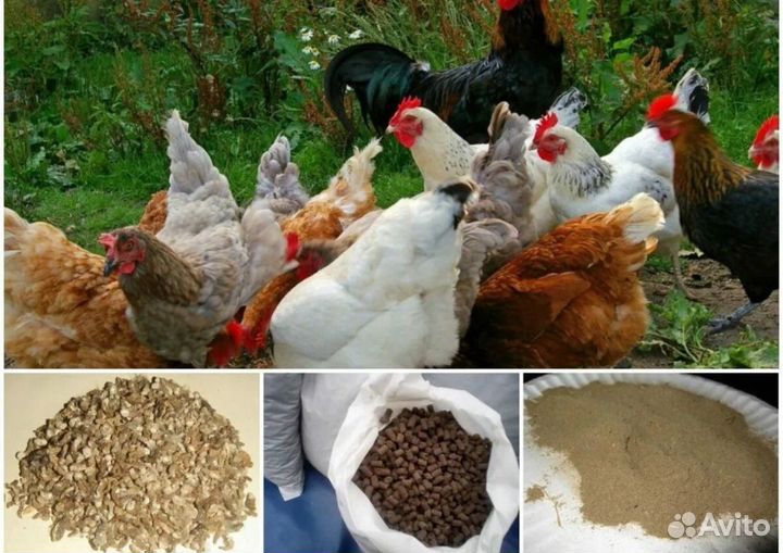 Куриный навоз