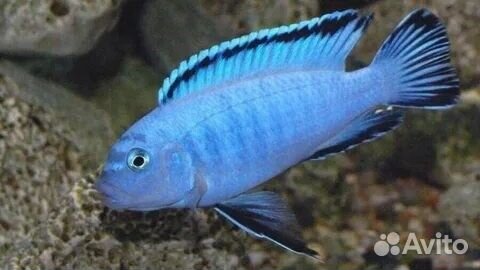 Аквариумные рыбки малавийские цихлиды