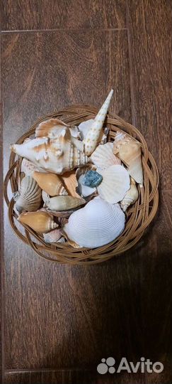 Новые ракушки для аквариума