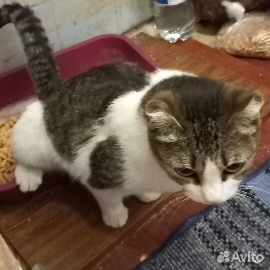 Стерилизованная кошечка бедняжка