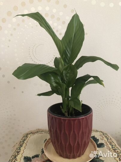 Спатифиллум женское счастье