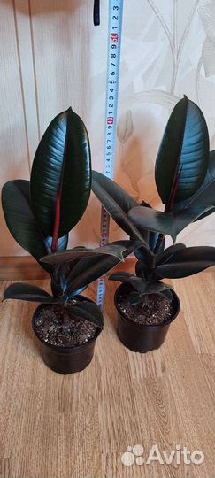 Фикус Абиджан