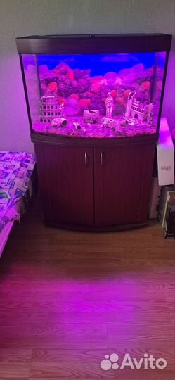 Аквариум комнатный
