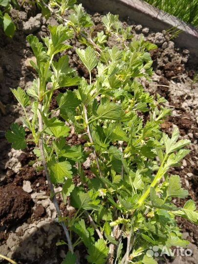 Крыжовник два сорта