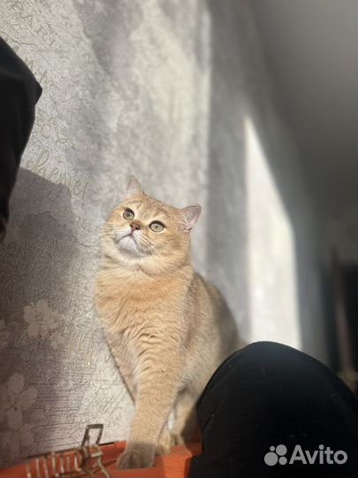 Кот на вязку