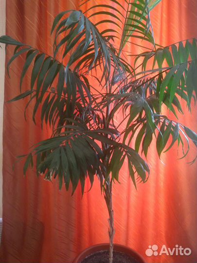 Пальма хамедорея