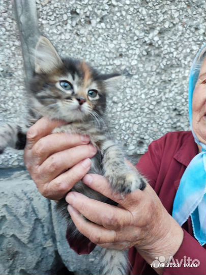 Котята девочки подкидыши