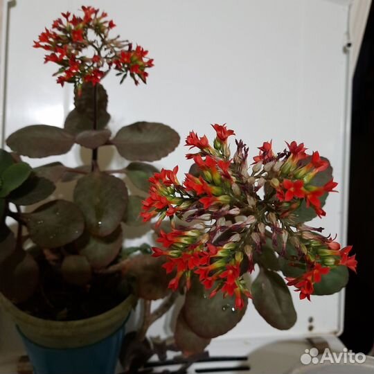 Домашний цветущий