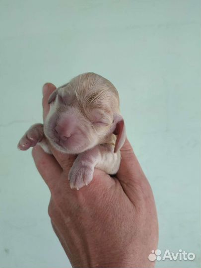 Русский спаниель