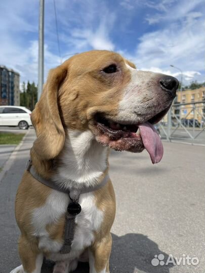 Бигль вязка