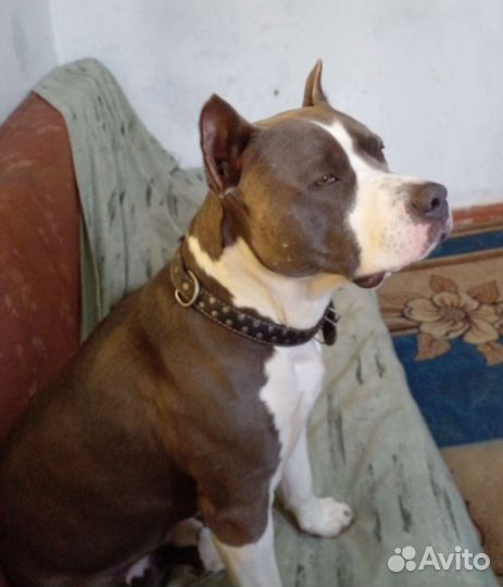 Амстафф вязка