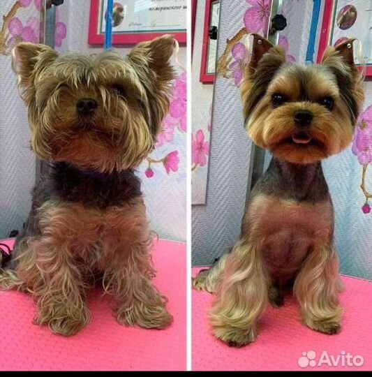 Стрижка животных