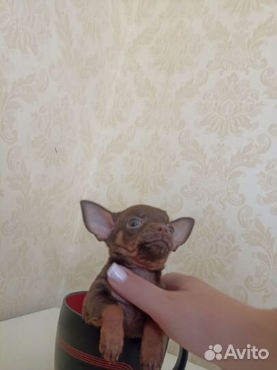 Щенки русский той-терьер