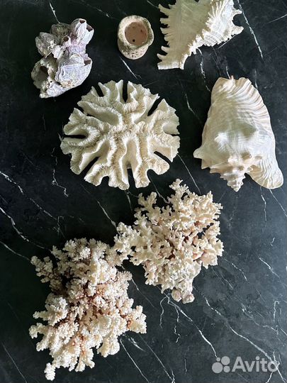 Морские кораллы и декор для аквариума