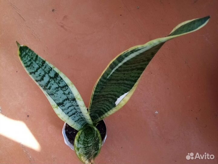 Сансевьера, рео