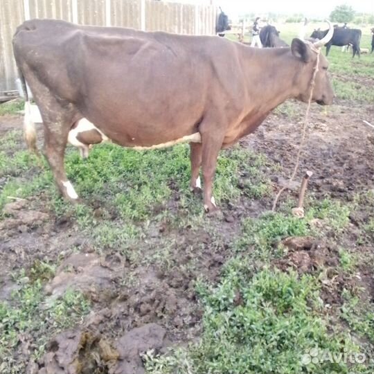 Корова стельная дойная