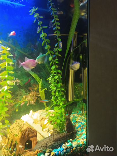 Аквариумные водоросли