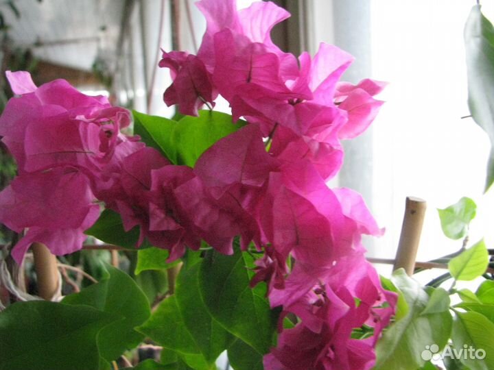 Цветы и растения для жизни и настроения