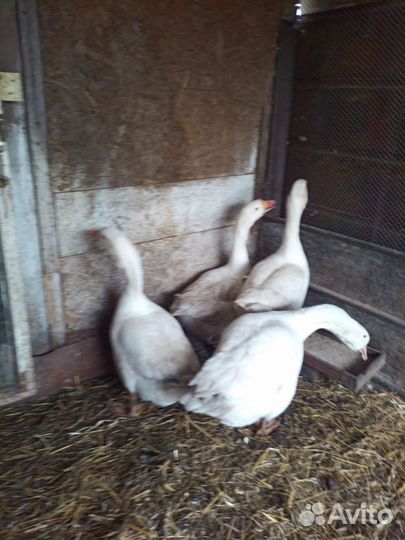 Семья гусей