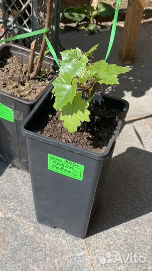 Виноград в ассортименте