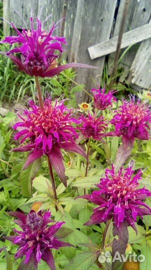 Монарда Дидима