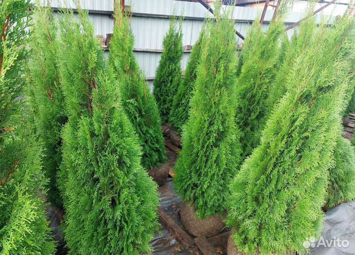 Саженцы Туя конусная Смарагд до 2м Smaragd Сосна