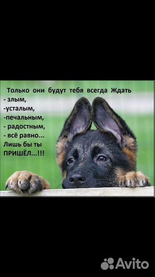 Собаки