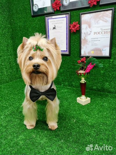 Груминг, стрижка животных ZooStil