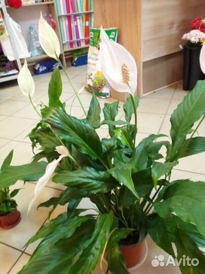Спатифиллум
