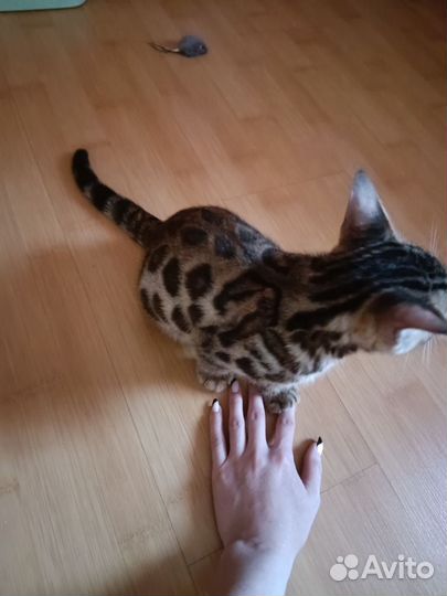 Бенгальская кошка