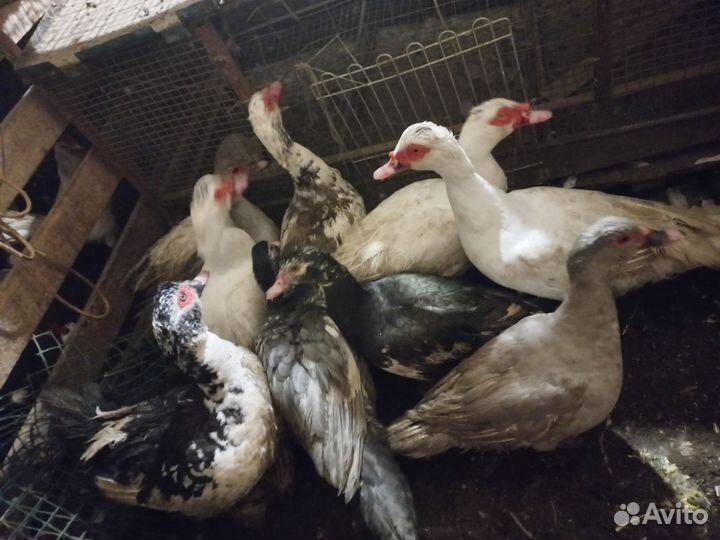 Индоутка, Мускусная утка