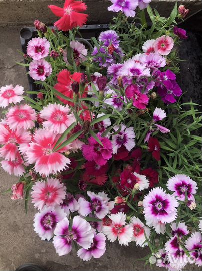 Гвоздики двух летки