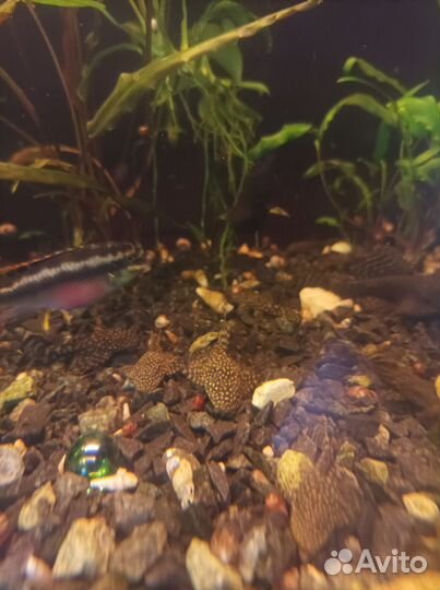 Сомики анциструсы