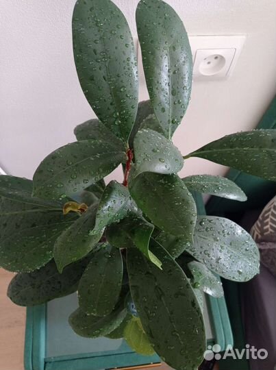 Фикус Циатистипула